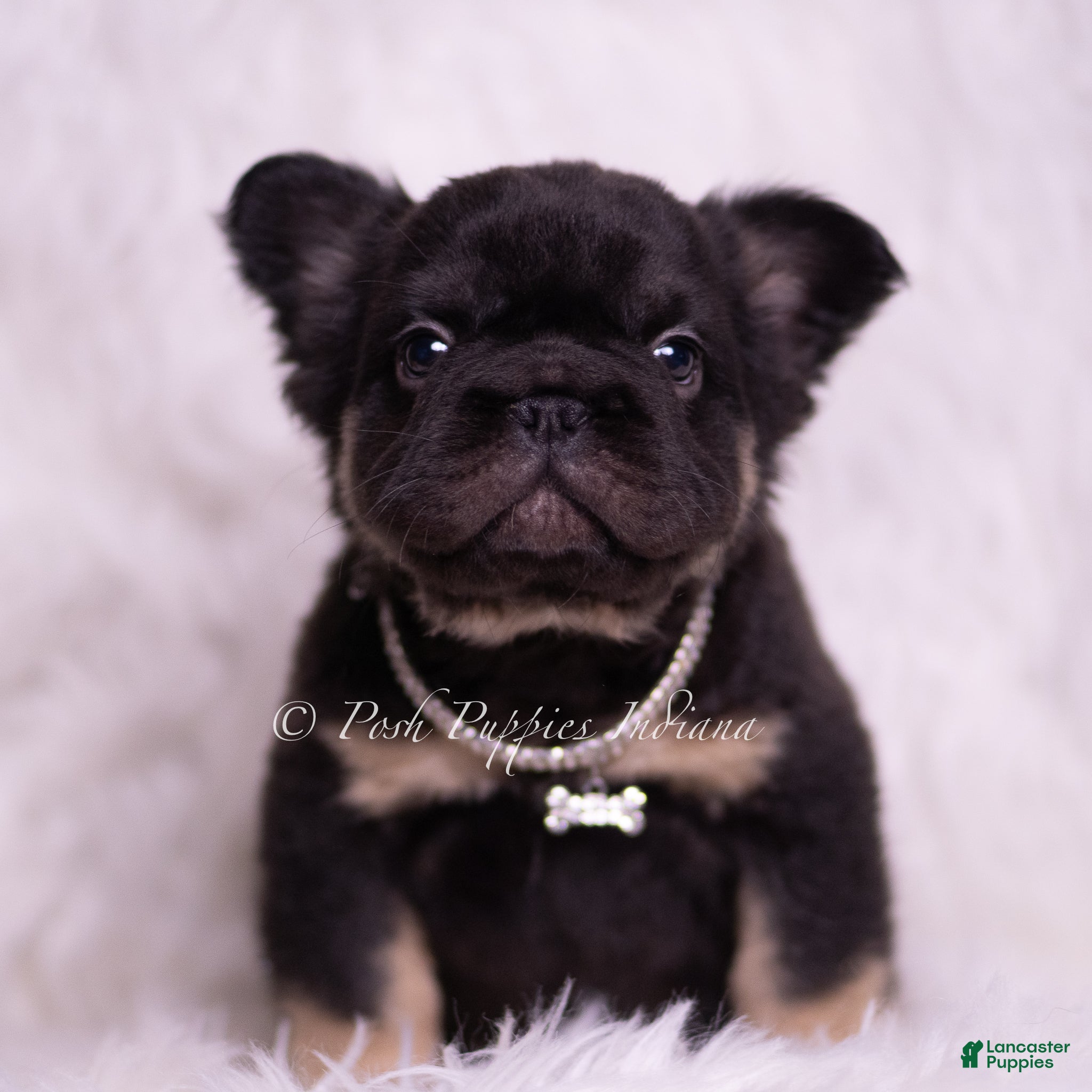 French Bulldog dogs Pixel - Ad 33
