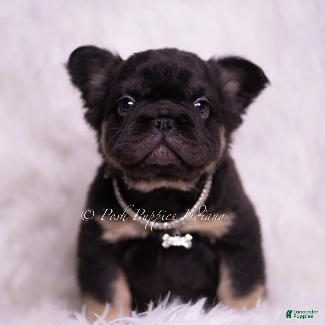 French Bulldog dogs for sale: Pixel - Ad 1