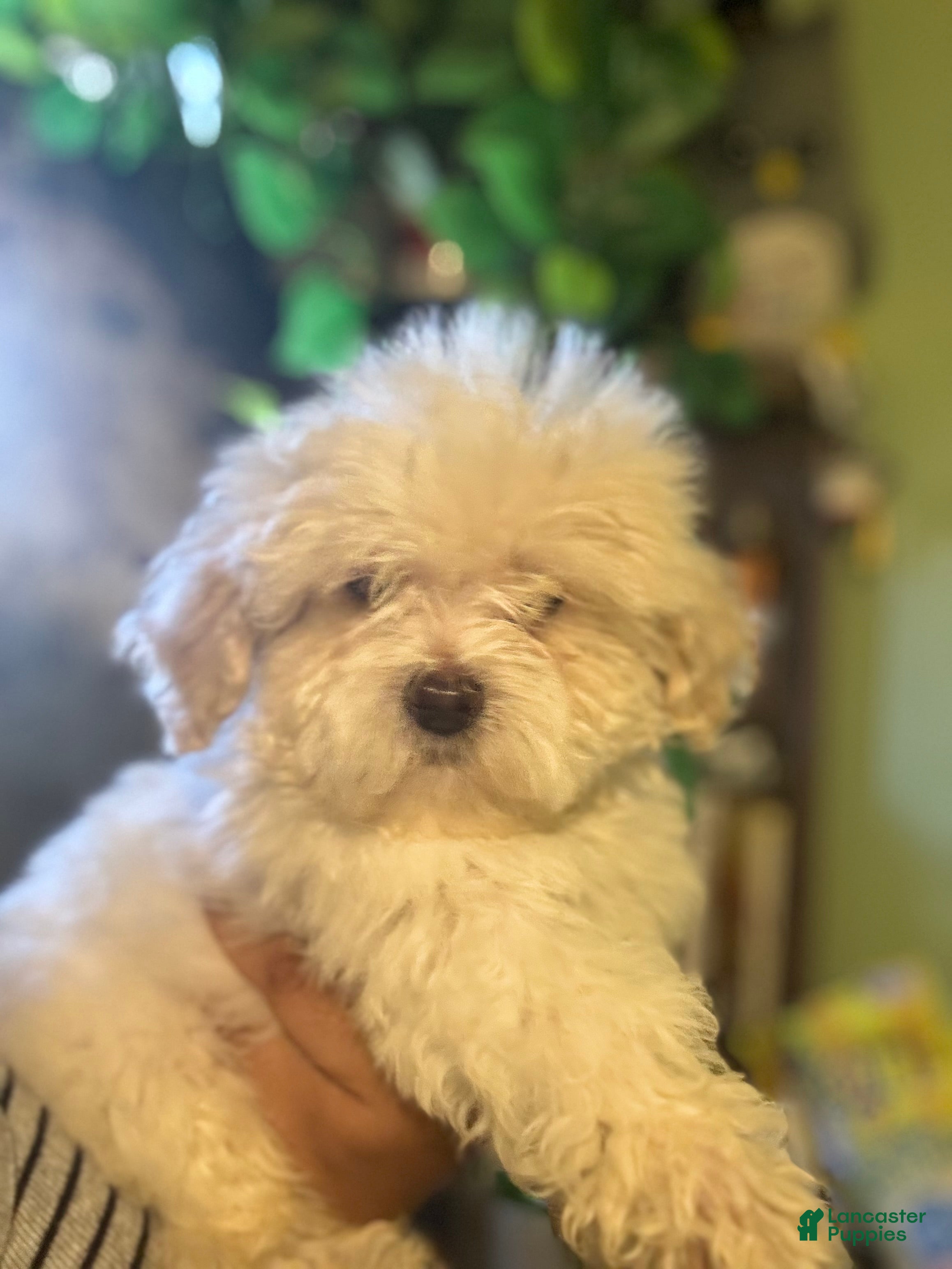 Maltipoo dogs Miles - Ad 1