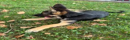 German Shepherd dogs for sale:  brownie  - Ad 6