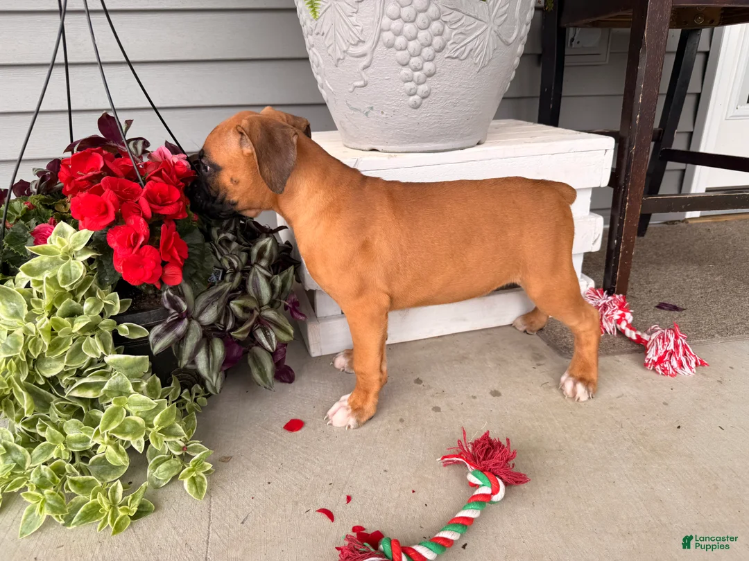 Boxer dogs for sale: Daffodil - Ad 2