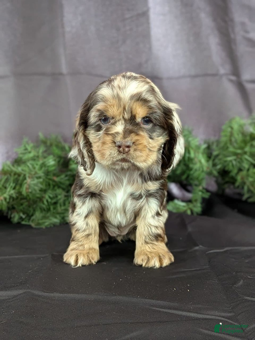 Cocker Spaniel dogs for sale: Vikki - Ad 2