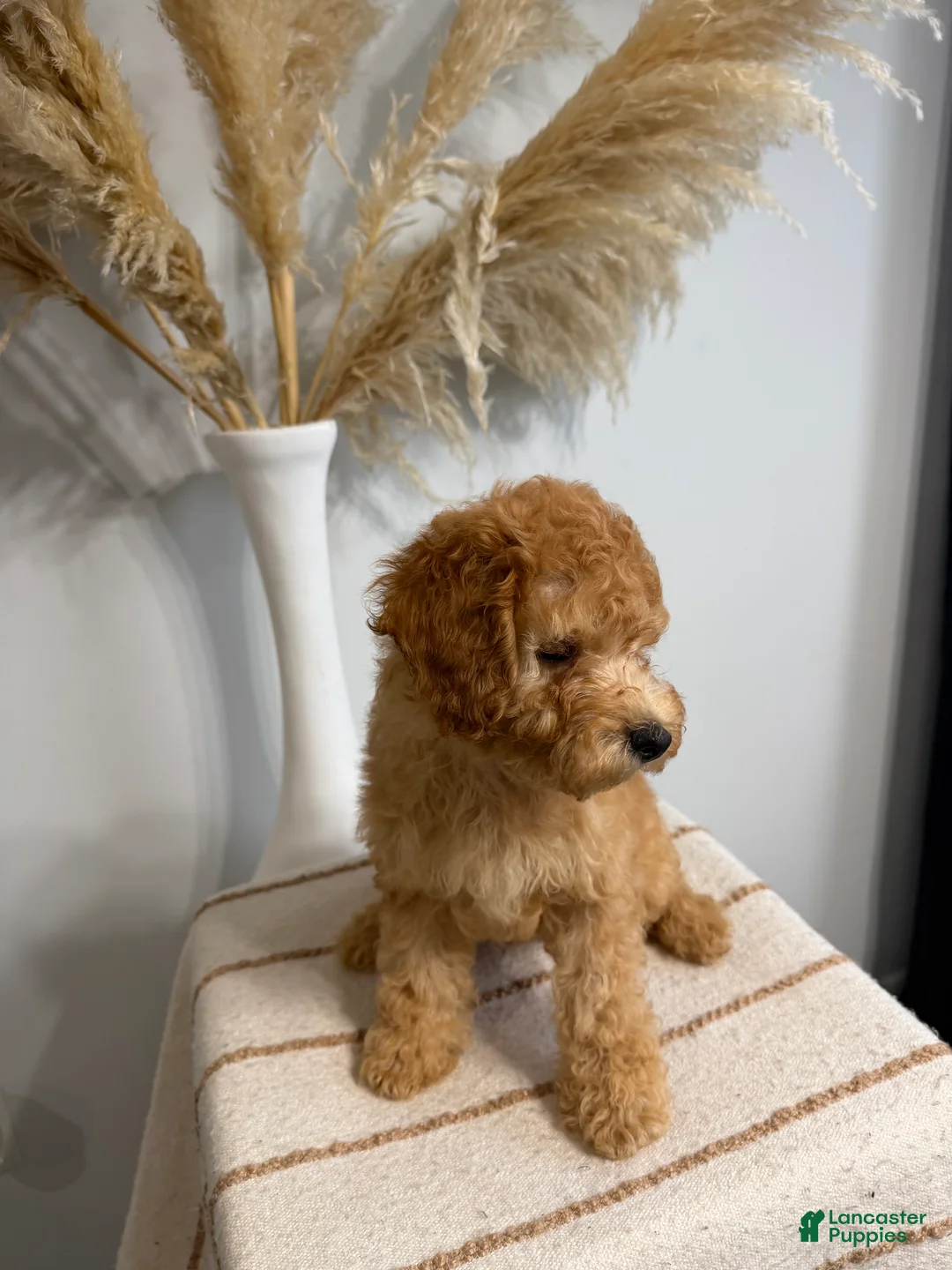 Mini Goldendoodle dogs for sale: Gold Boy - Ad 2