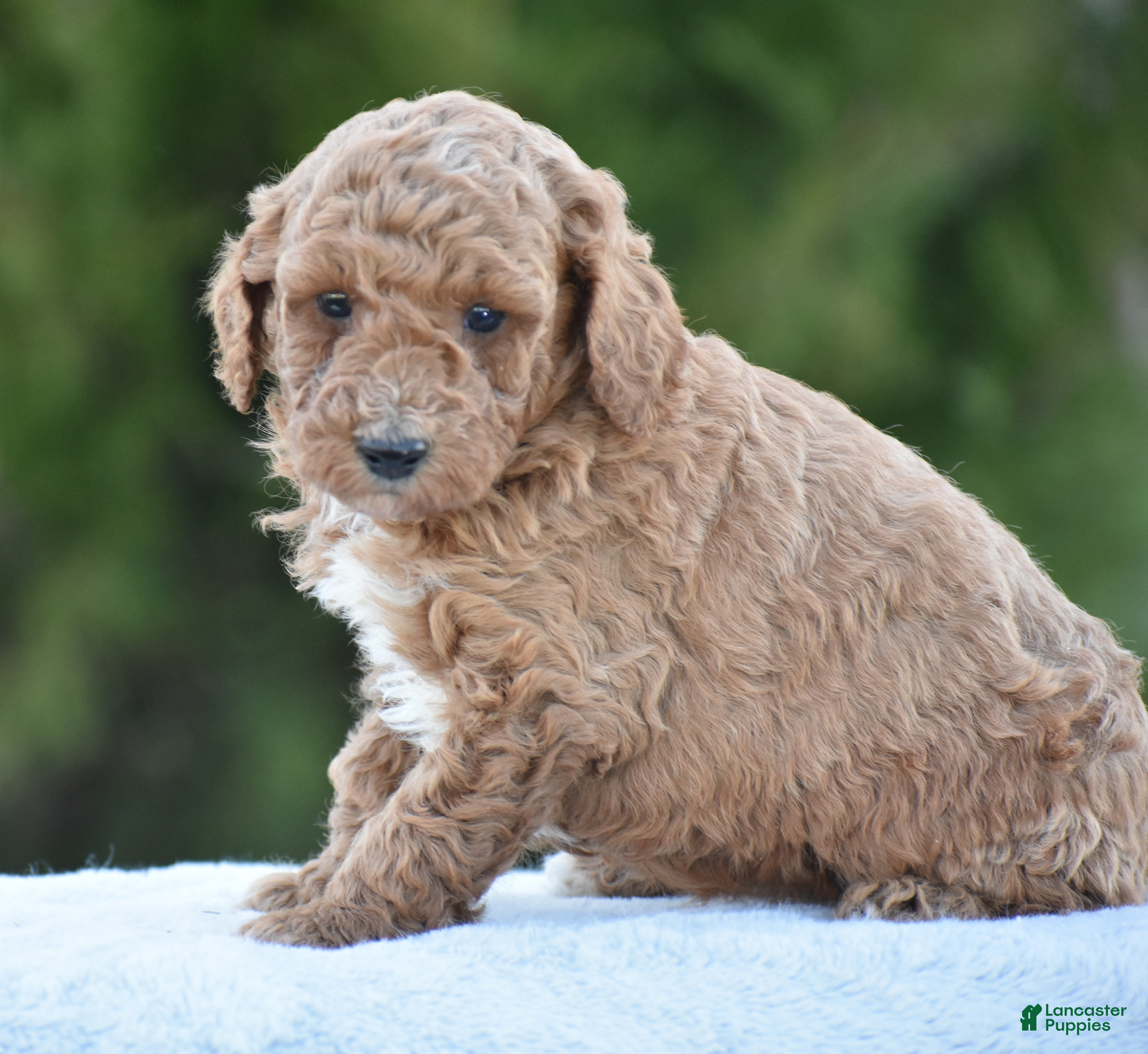 Miniature Poodle dogs Coffee - Ad 2