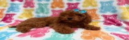Cavapoo dogs for sale: Dora - Ad 6