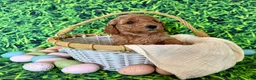 Mini Goldendoodle dogs for sale: Mint Collar  - Ad 4