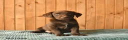 Labrador Retriever dogs for sale: Gandalf  - Ad 4