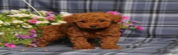 Toy Poodle dogs for sale: Xray - Ad 3