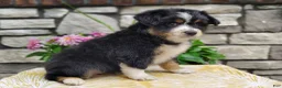 Miniature Australian Shepherd dogs for sale: Bella - Ad 3