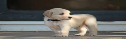 Golden Retriever dogs for sale: Franklin - Ad 7