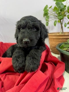 Goldendoodle dogs Bullet - ready for delivery - Ad 1