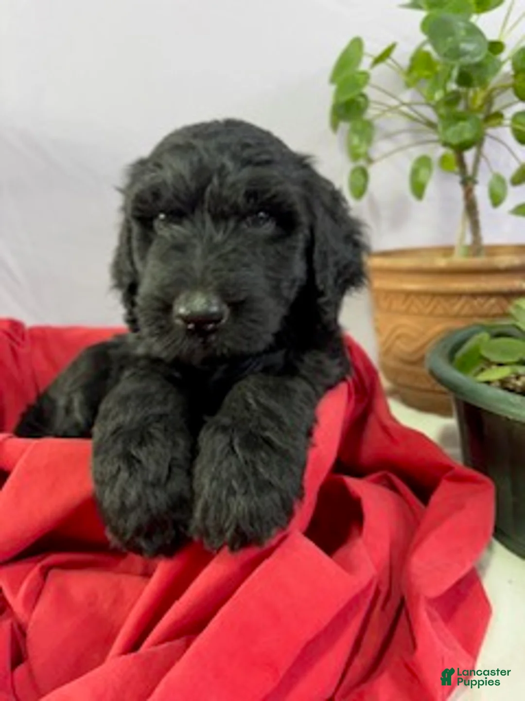 Goldendoodle dogs for sale: Bullet - ready for delivery - Ad 1