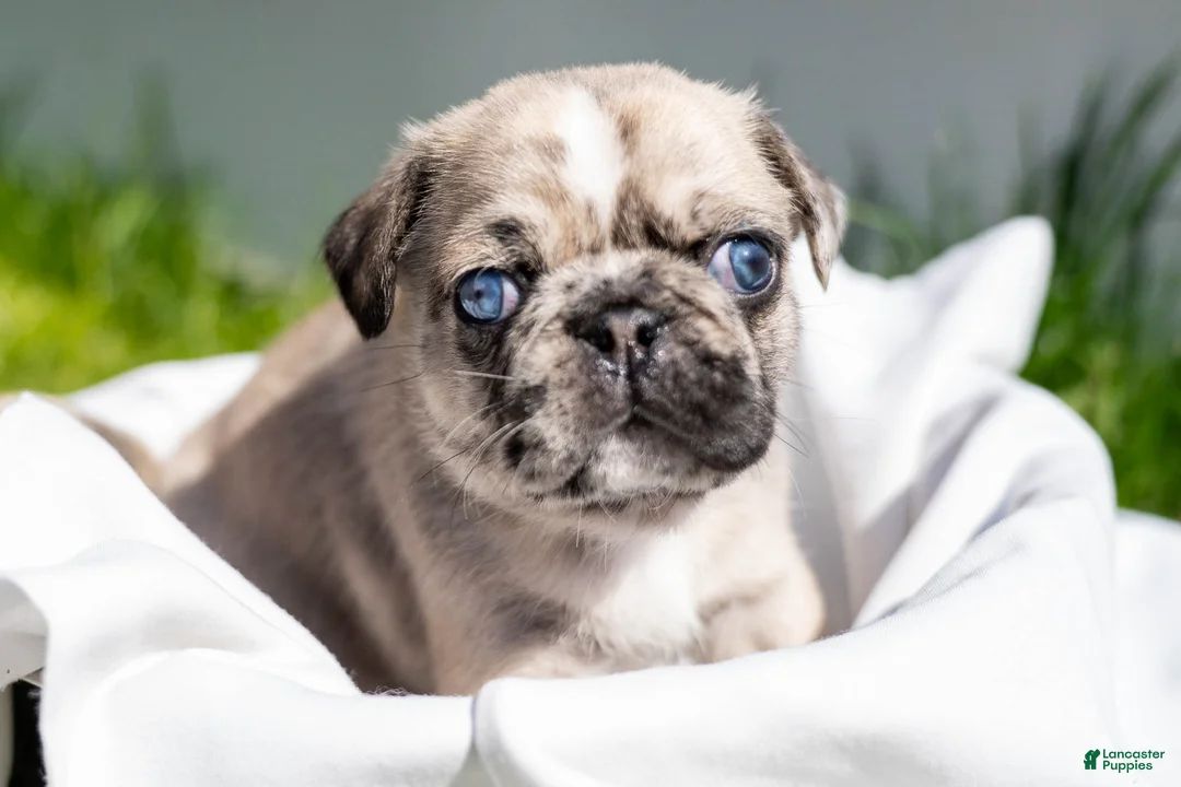 Pug dogs for sale: Rusty - Ad 1