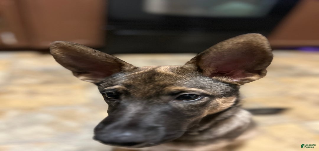 Gallery Image {{count}}