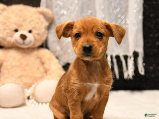 Mixed Breed dogs - Ad 28