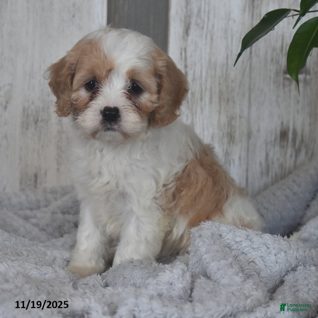 Cavapoo dogs for sale: Jenny - Ad 3