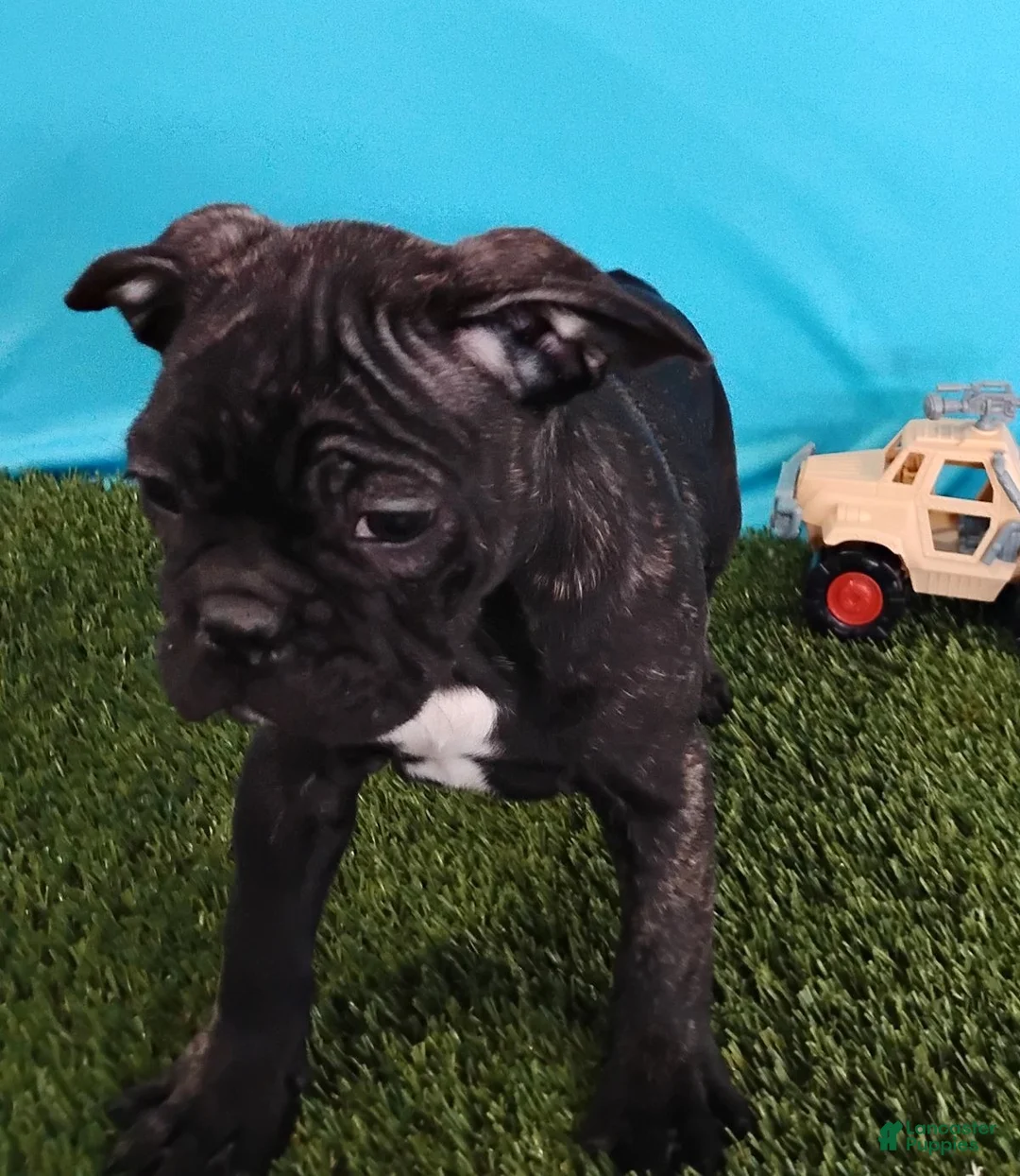 Frenchton dogs for sale: Panda - Ad 3
