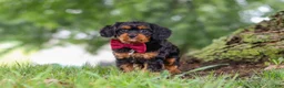 Cavapoo dogs for sale: Kai - Ad 5