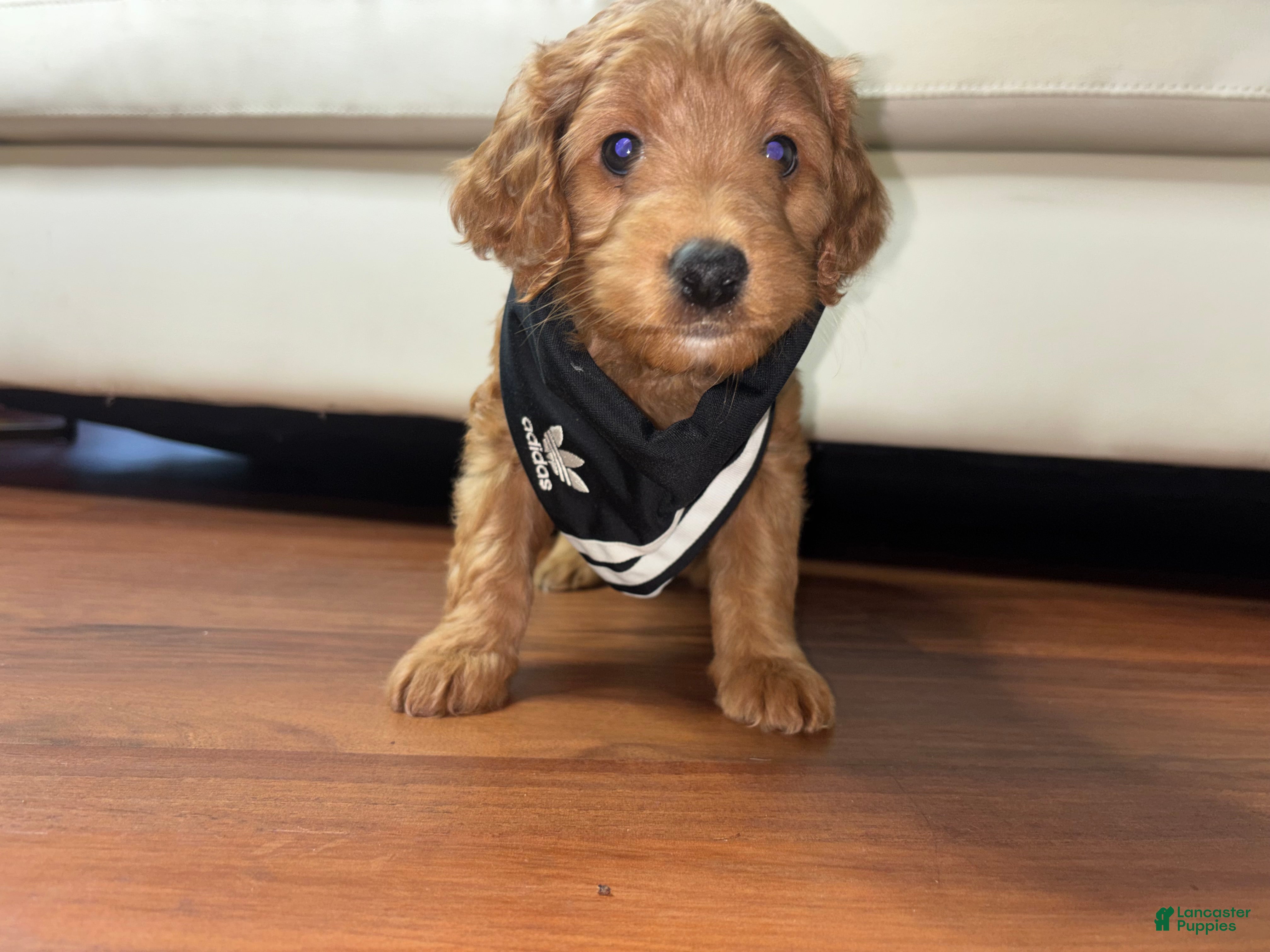 Mini Goldendoodle dogs for sale: Ruby  - Ad 5