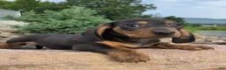 Miniature Dachshund dogs for sale: Johnny - Ad 4