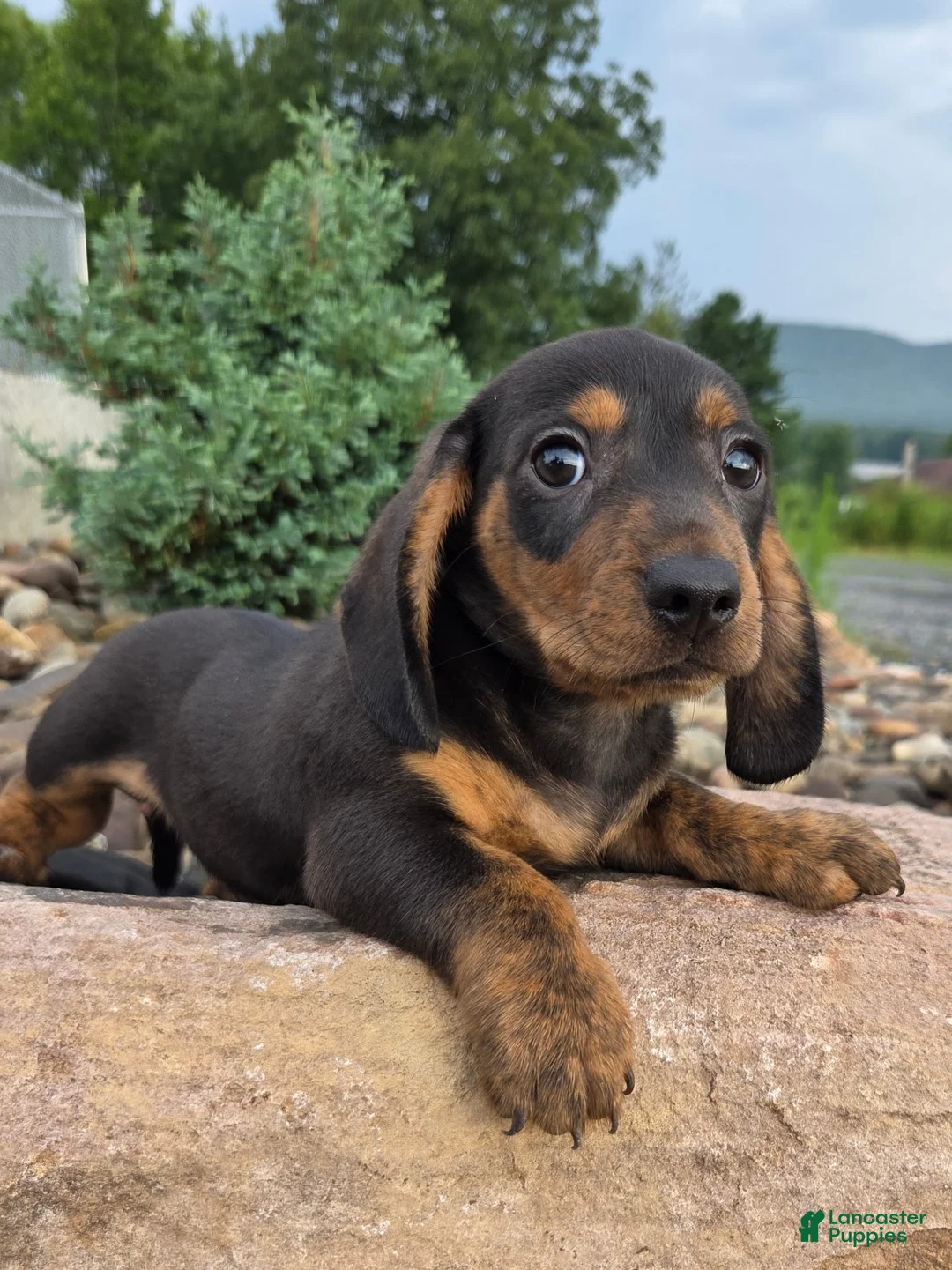 Miniature Dachshund dogs for sale: Johnny - Ad 4
