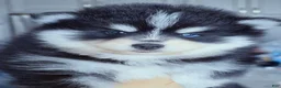 Pomsky dogs for sale: Ryder - Ad 2