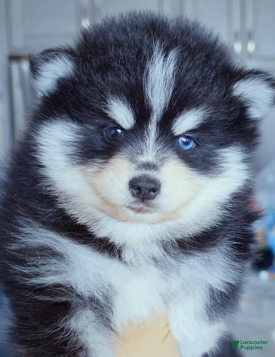 Pomsky dogs for sale: Ryder - Ad 2