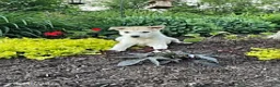 Pitsky dogs for sale: Samson - Ad 3