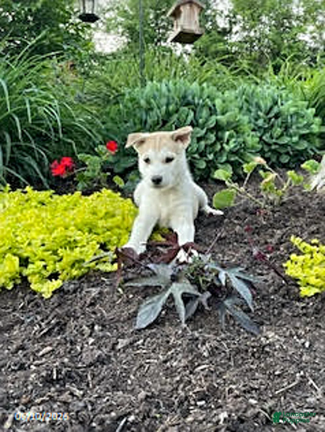 Pitsky dogs for sale: Samson - Ad 3