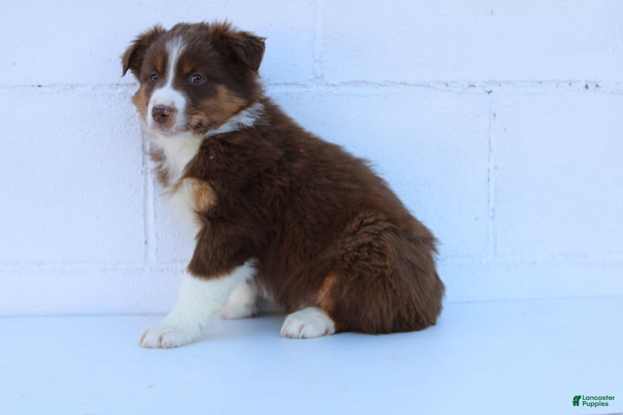 Australian Shepherd dogs Shyla - Ad 1