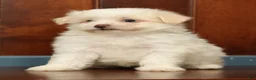 Pomapoo dogs for sale: Peanut - Ad 7