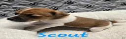 Jack Russell Terrier dogs for sale: Jack Russell Terrier Puppy 1 - Ad 5