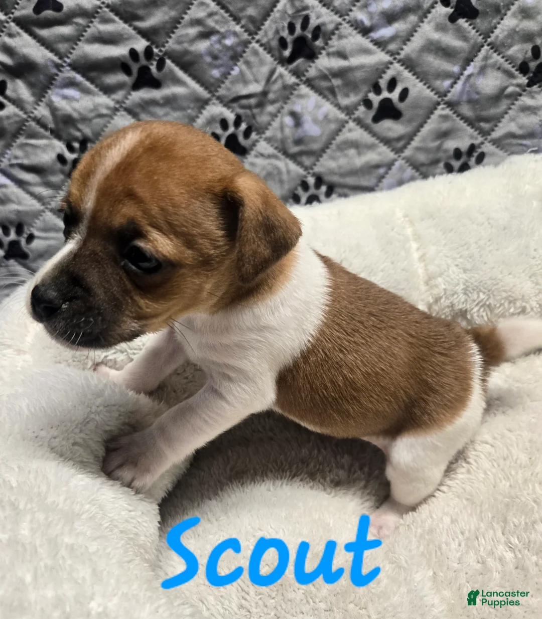 Jack Russell Terrier dogs for sale: Jack Russell Terrier Puppy 1 - Ad 5