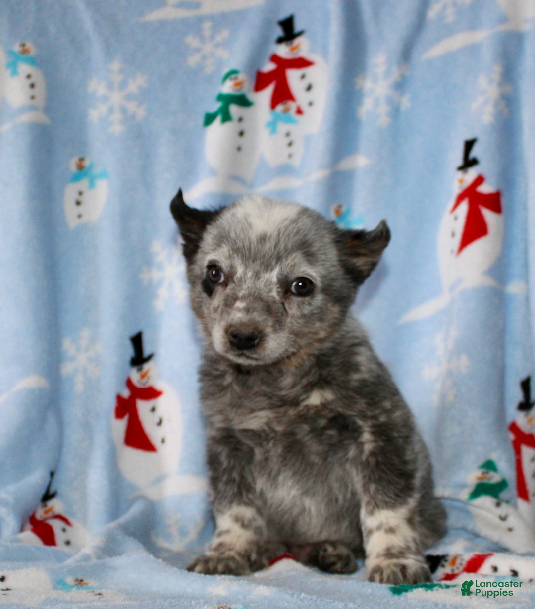 Australian Cattle Dog dogs for sale: Rocky - Ad 2