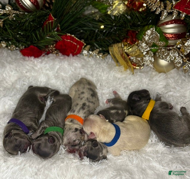 French Bulldog dogs Twinkle(Visual Fluffy)  - Ad 12