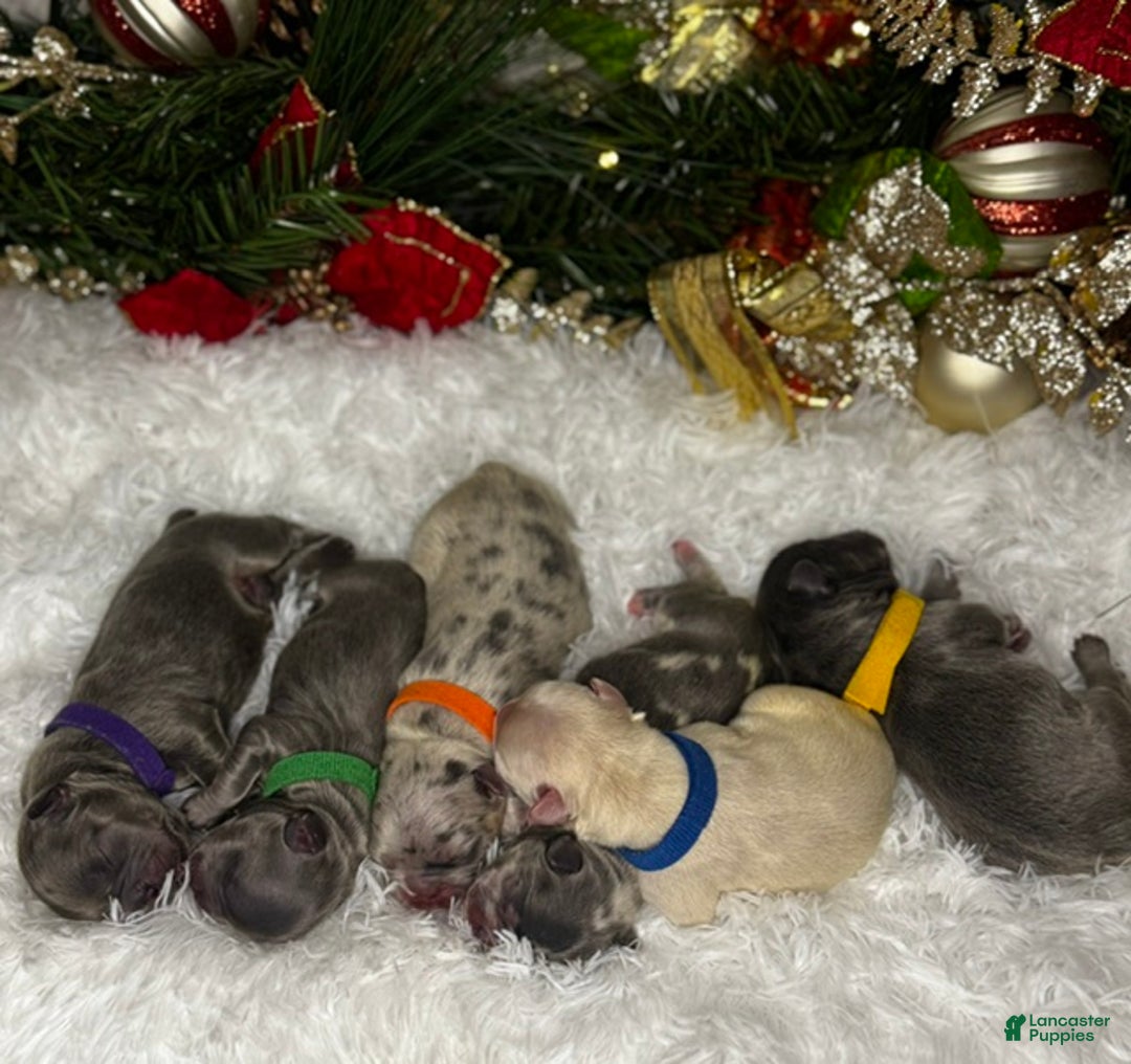 French Bulldog dogs for sale: Twinkle(Visual Fluffy)  - Ad 1