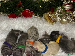 French Bulldog dogs Twinkle(Visual Fluffy) - Ad 35