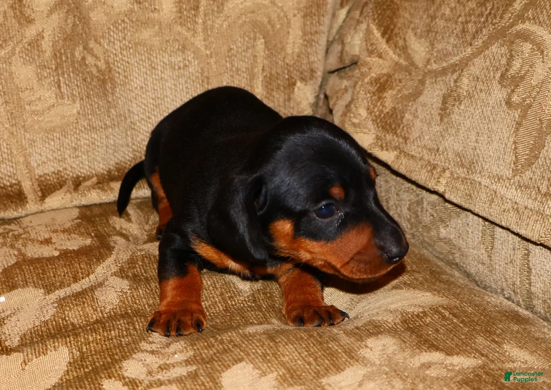 Miniature Dachshund dogs for sale: Milo - Ad 10