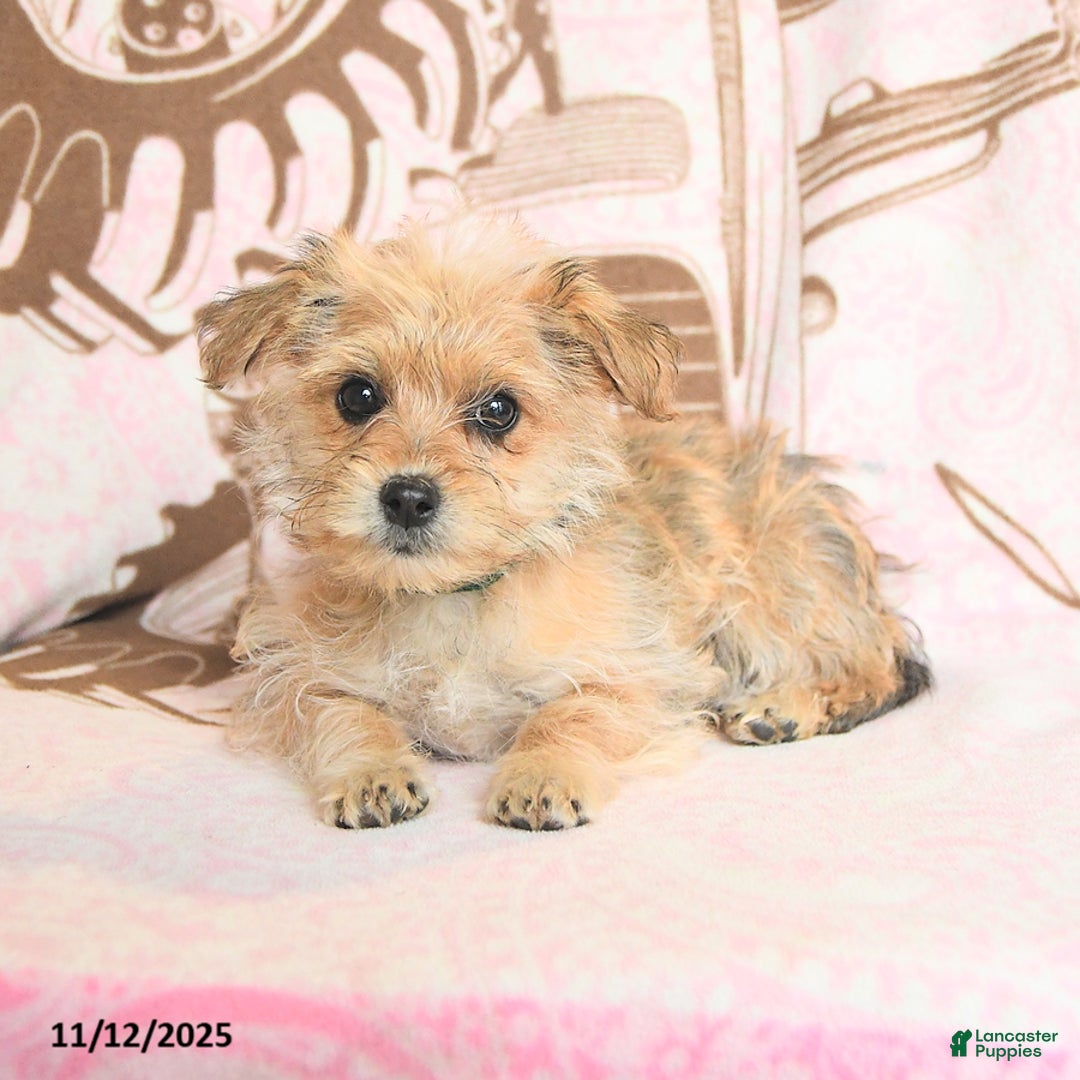 Mixed Breed dogs for sale: Cocopuff - Ad 2