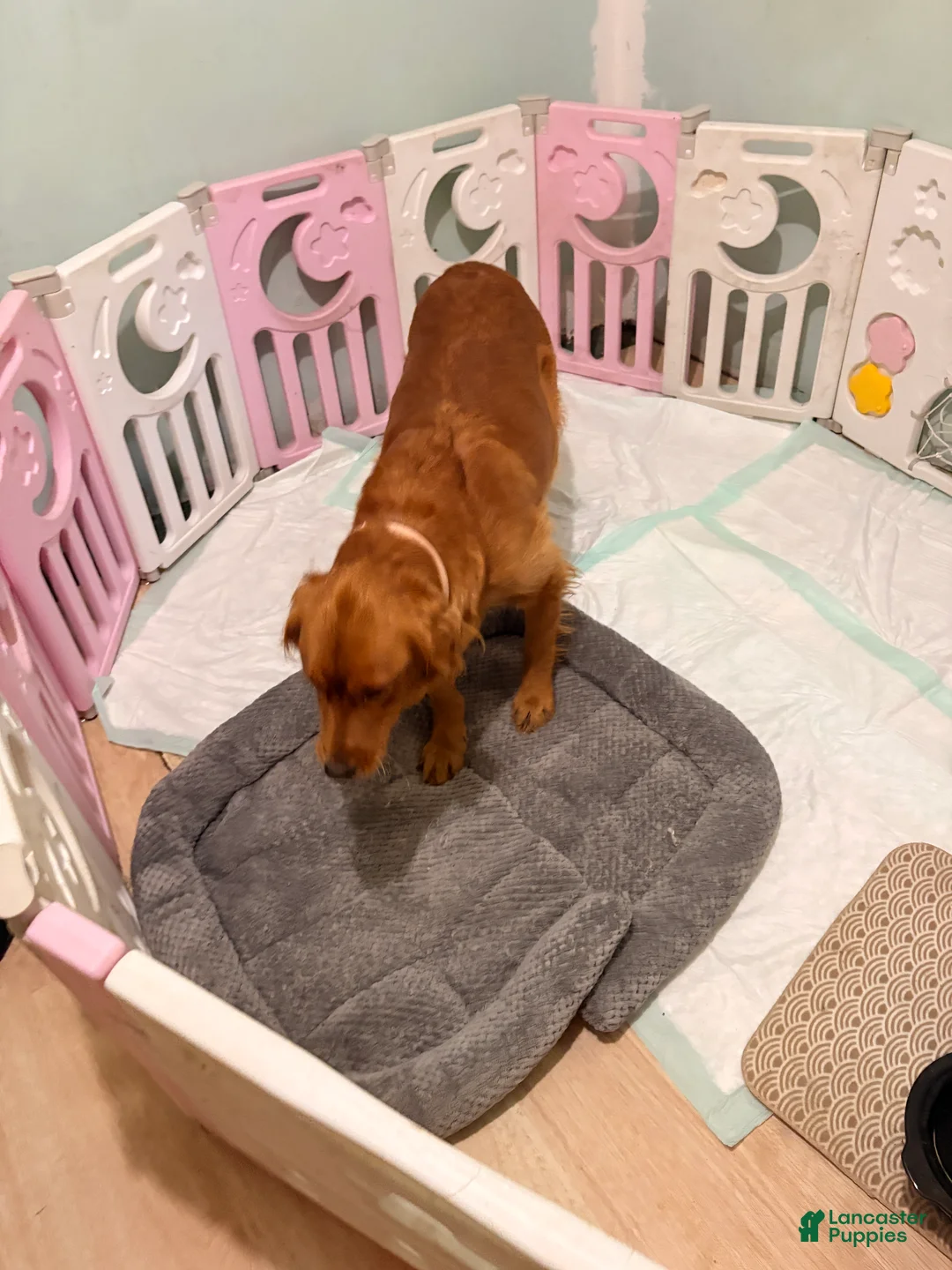 Golden Retriever dogs for sale: Penny - Ad 2