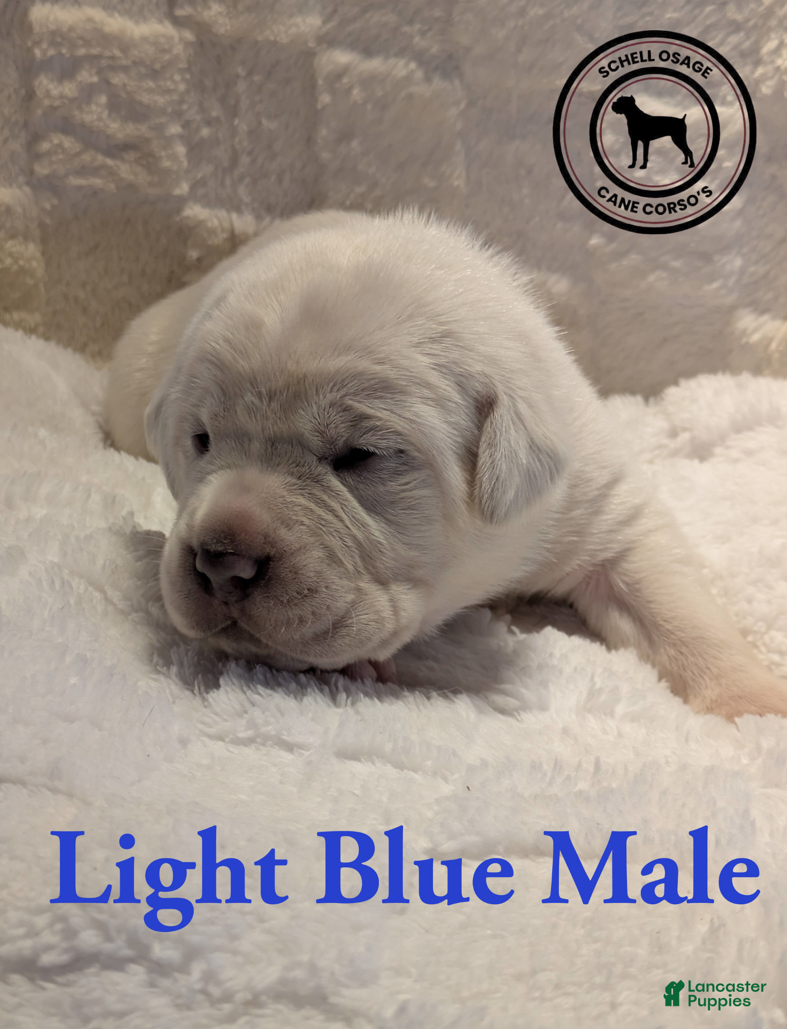 Cane Corso dogs Light Bue  - Ad 12