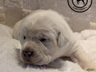 Cane Corso dogs Light Bue - Ad 12