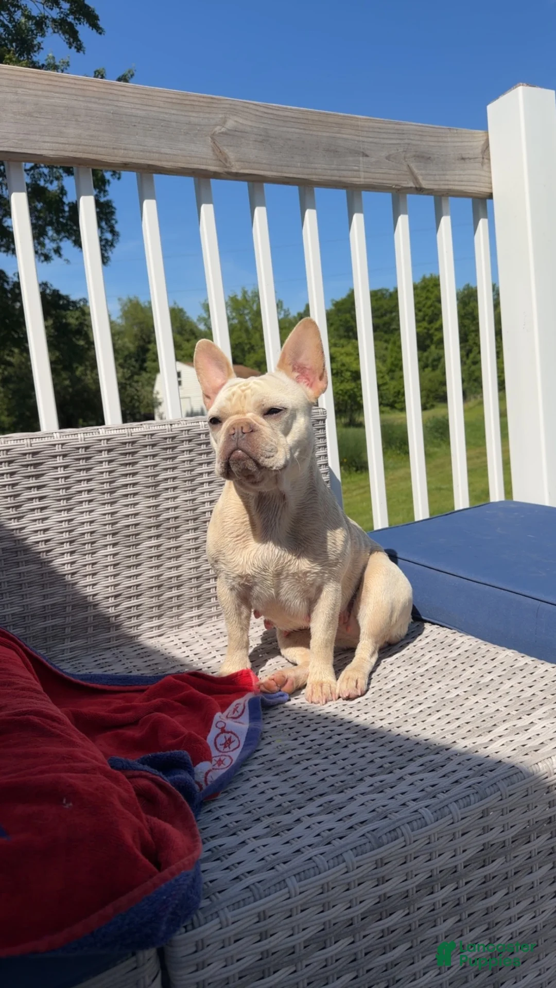 French Bulldog dogs for sale: Willow - Ad 2