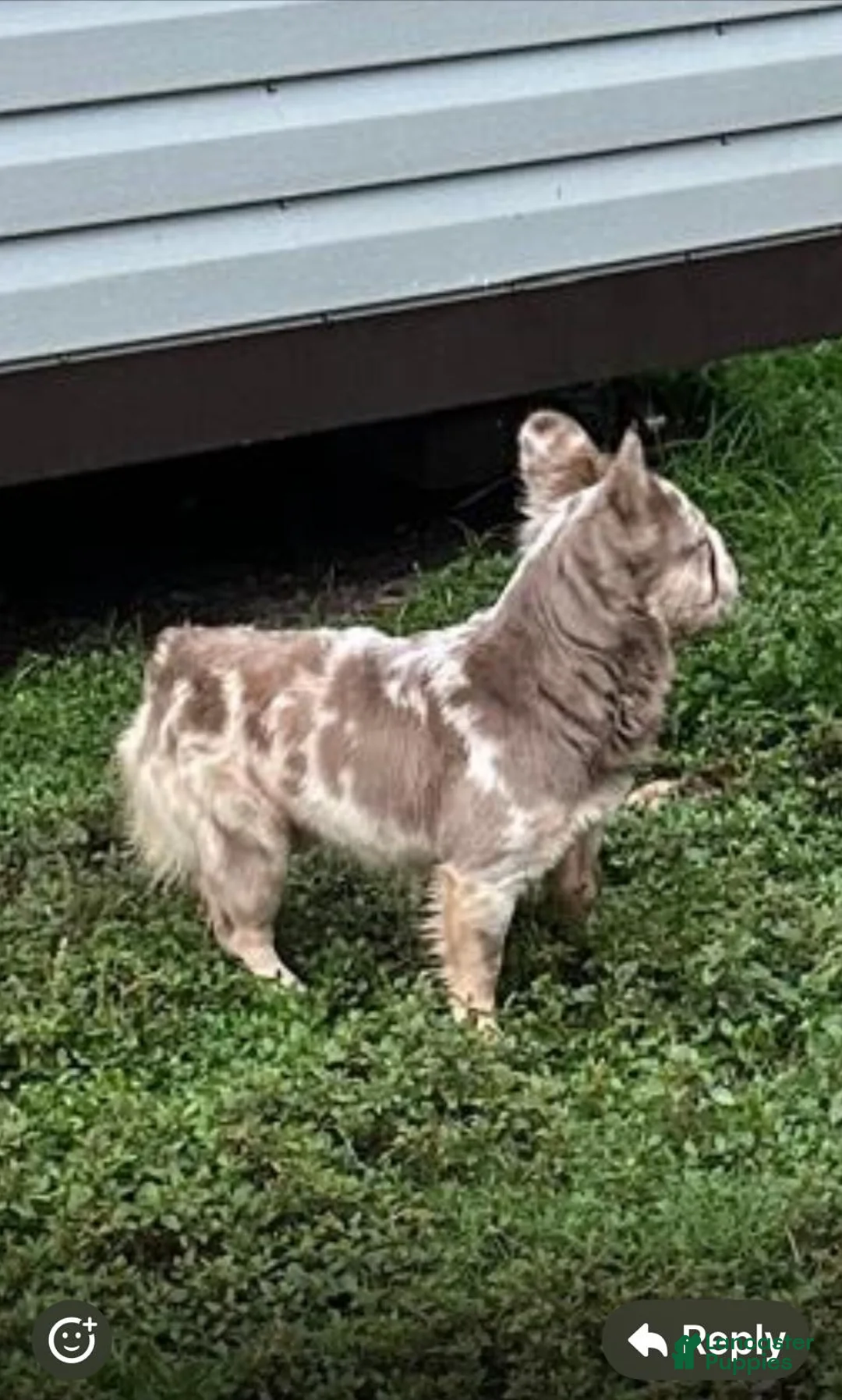 French Bulldog dogs for sale: Cody  - Ad 5