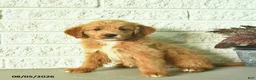 Mini Goldendoodle dogs for sale: Nicki  - Ad 4