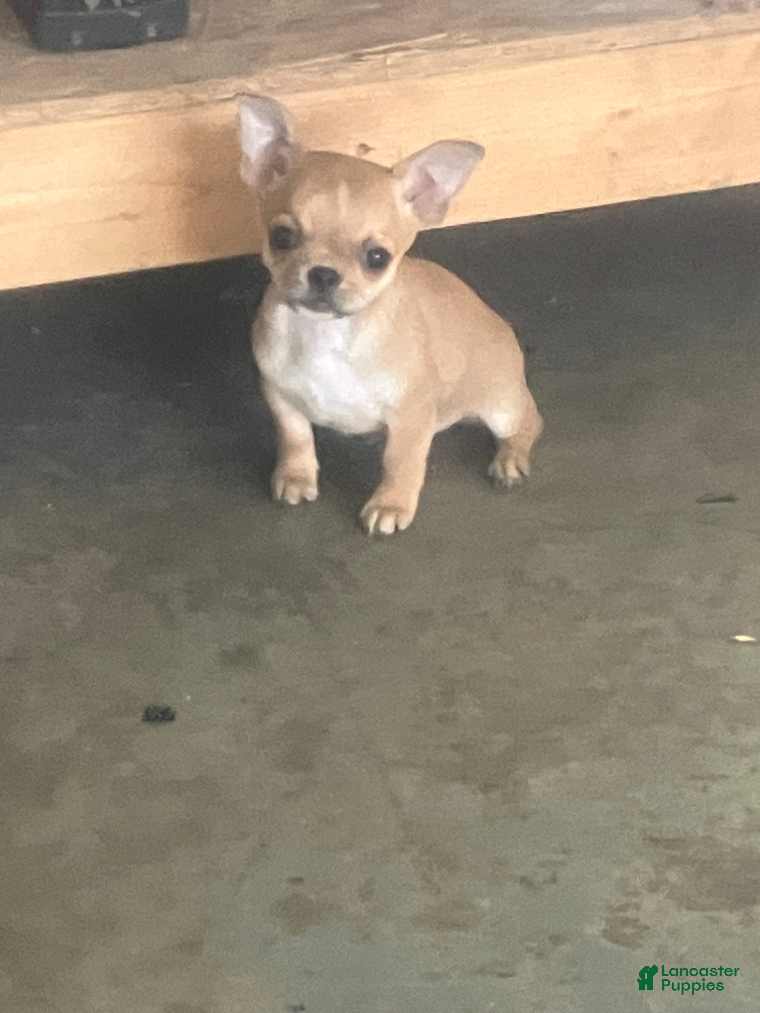 Chihuahua dogs Akc Willis - Ad 42