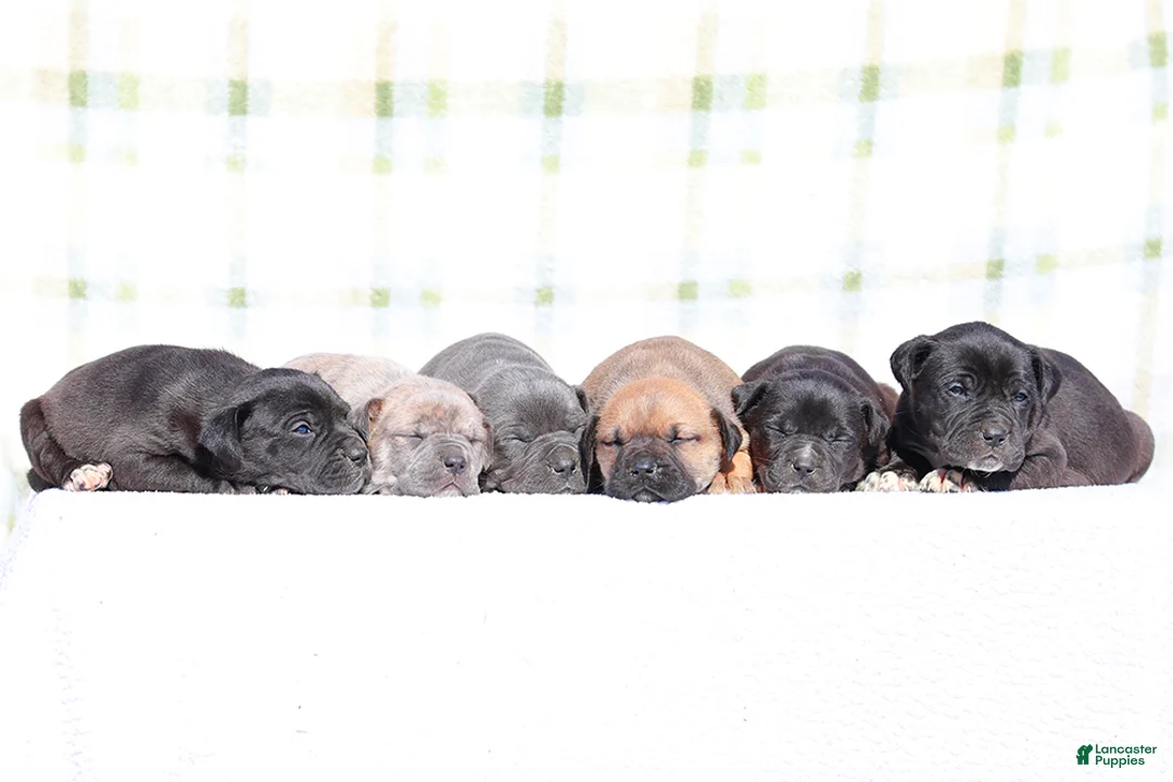 Mixed Breed dogs for sale: Starling - European Doberdane - Ad 6