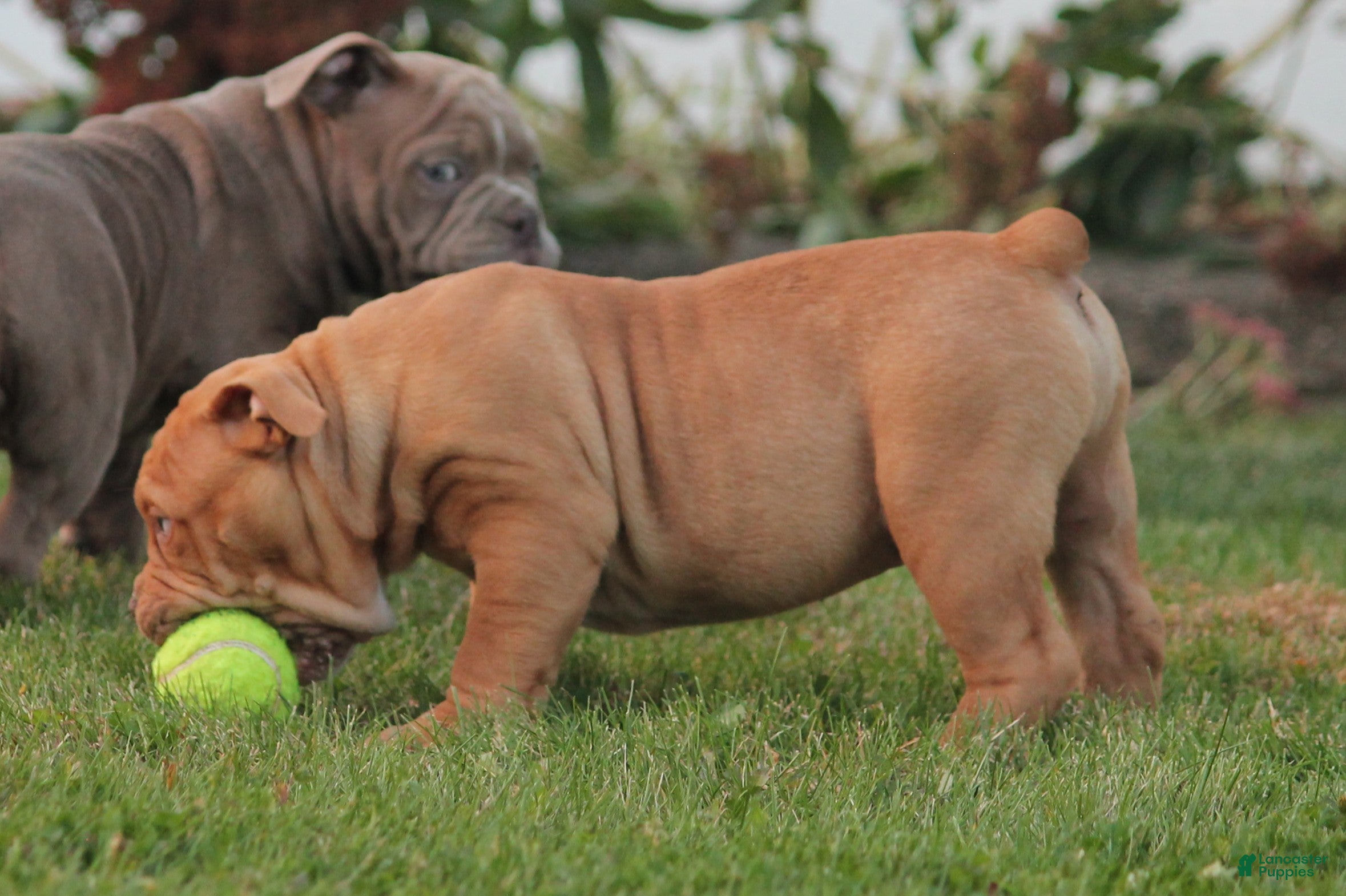 Olde English Bulldogge dogs for sale: Bluegates ARCHIE - Ad 2