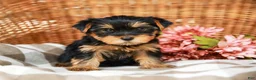 Yorkshire Terrier dogs for sale: Candy Cane AKC Champion Bloodline - Ad 4