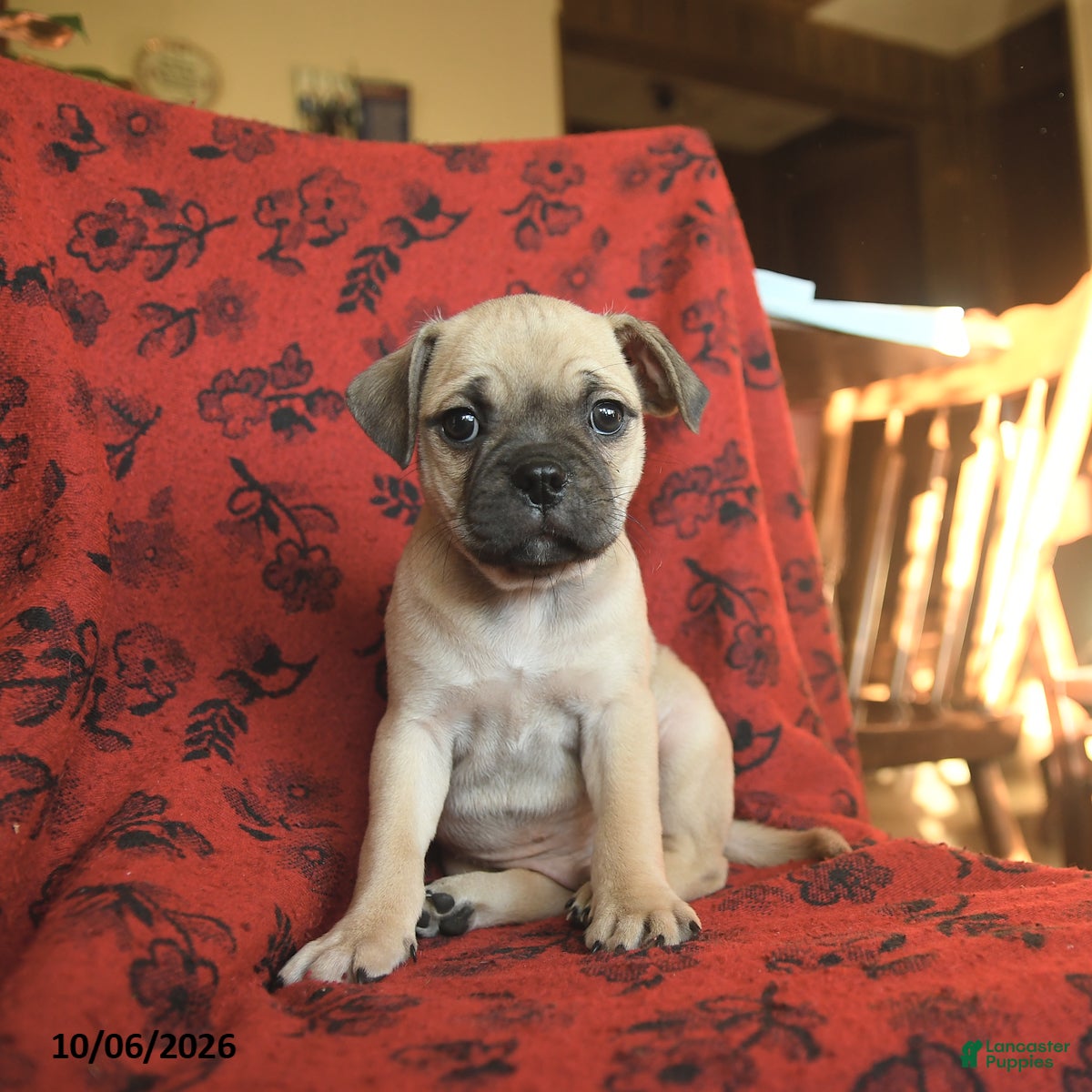 Mixed Breed dogs for sale: Pluto - Ad 1